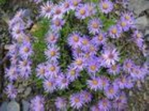 Tatarian Aster Extract